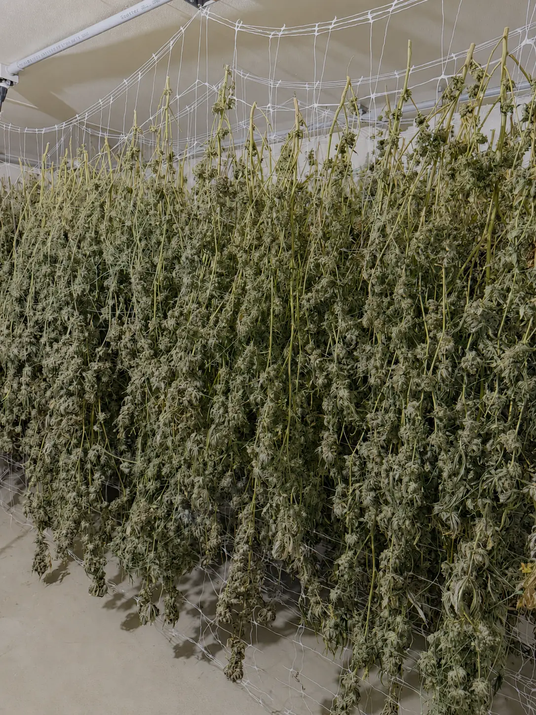 Cannabis plants hang drying in a controlled room