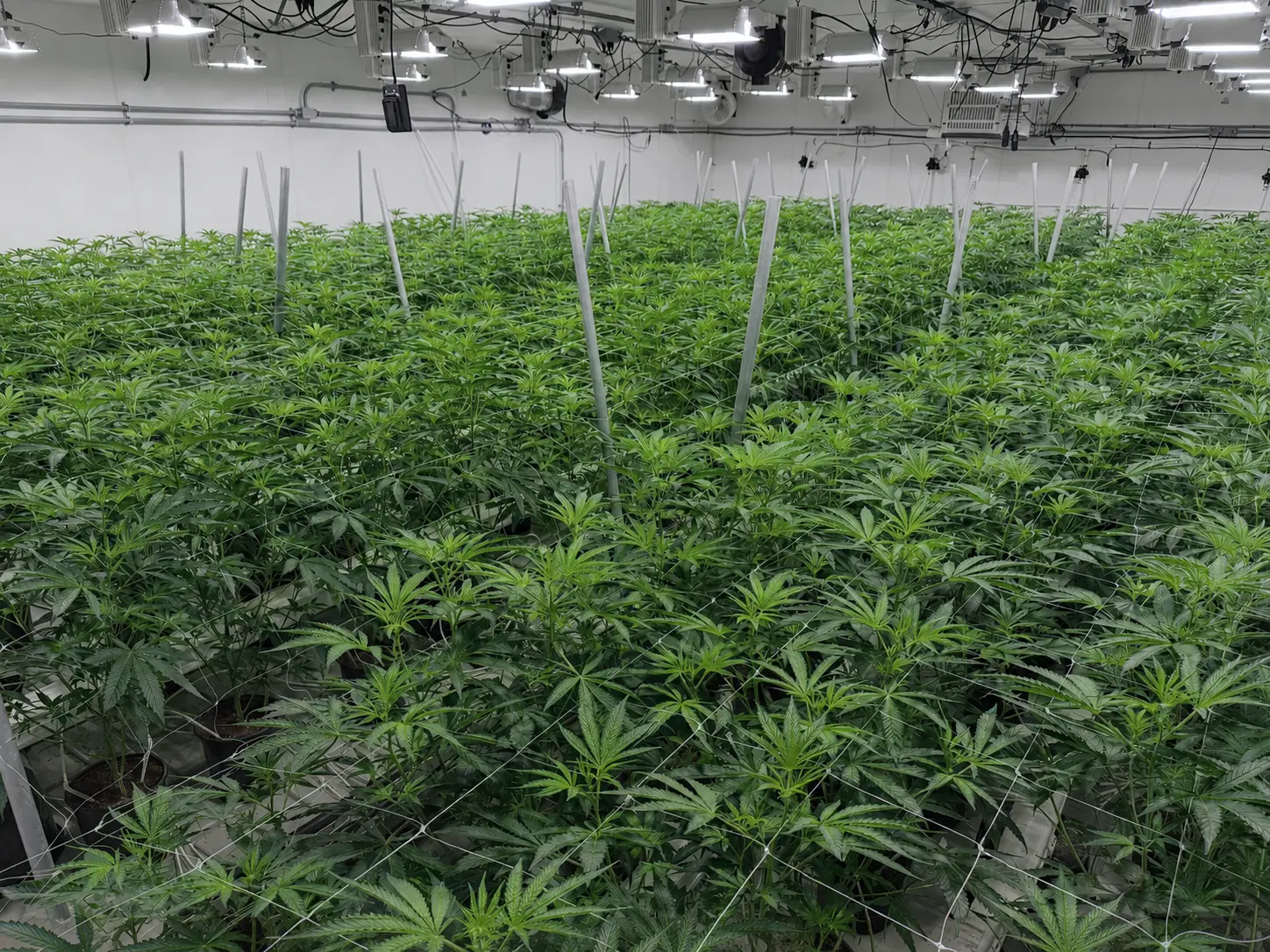 Wide view of an Abby Leaf indoor cultivation room during early growth