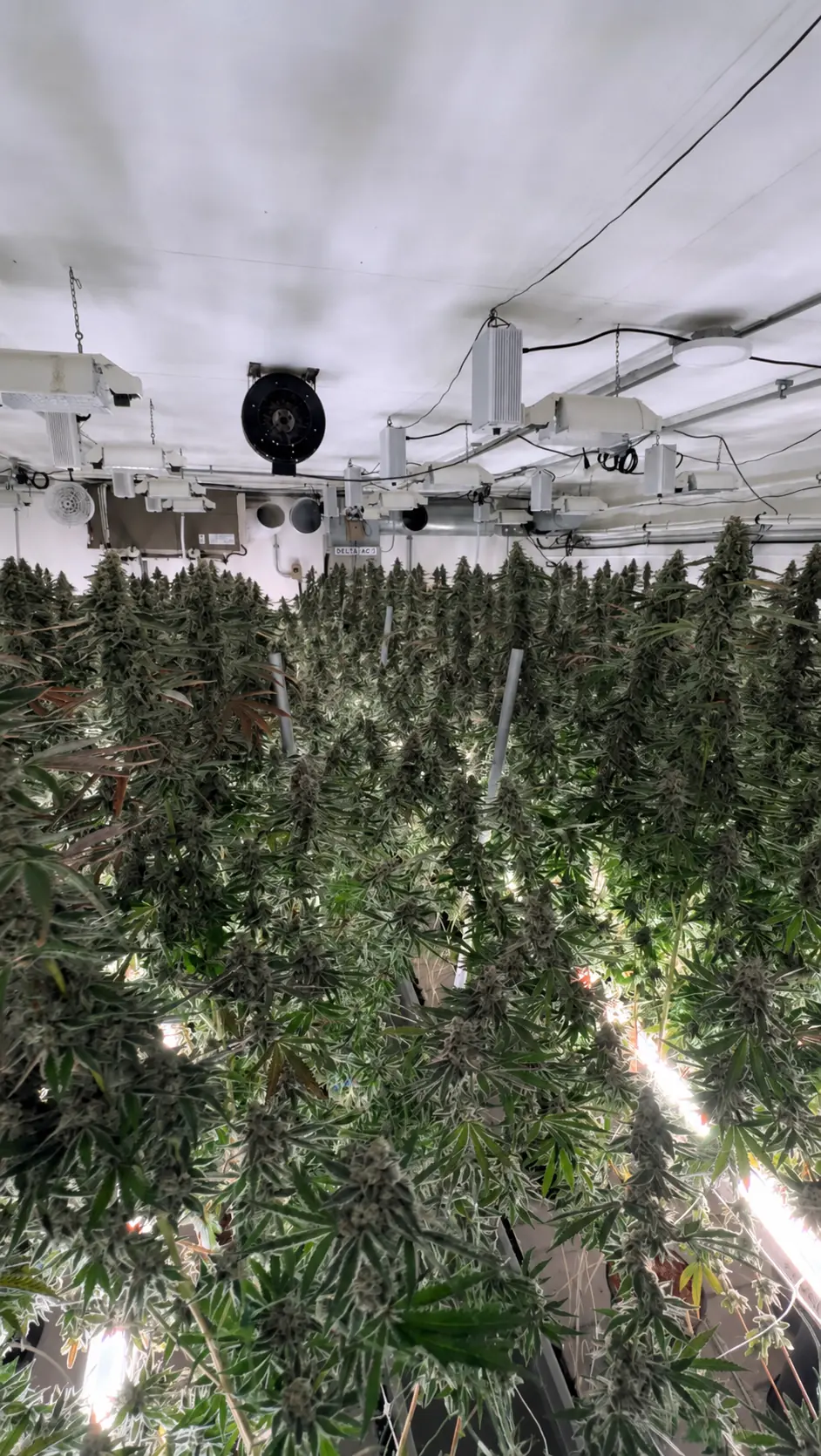 Mature flowering cannabis plants inside an Abby Leaf cultivation room